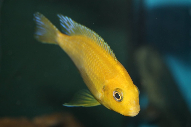 Tropheops sp. 'macrophthalmus chitimba' Chitimba Bay Deep